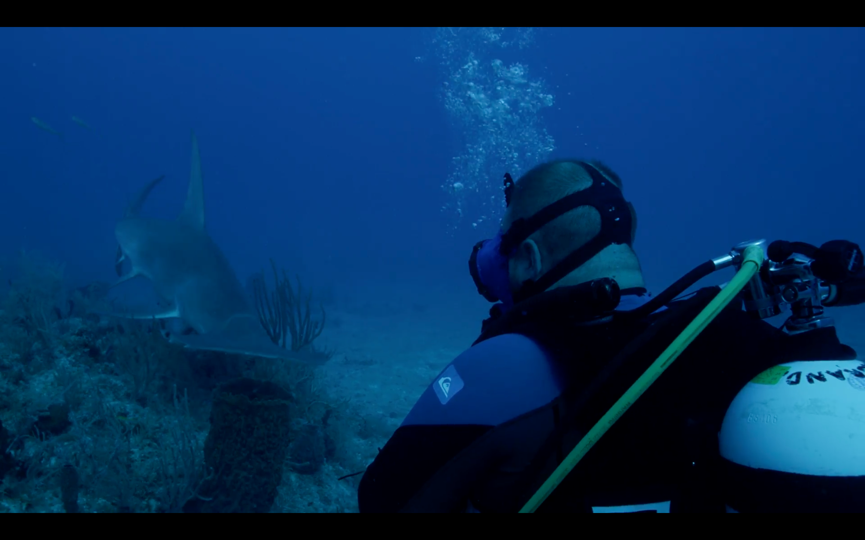 hammerhead shark on discovery channel show
