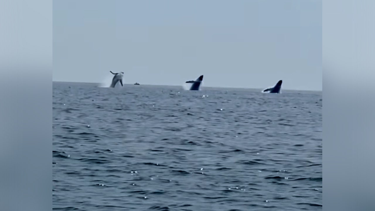 Father captures rare breach of three synchronized whales off Cape Cod on birthday trip: 'Icing on the cake'