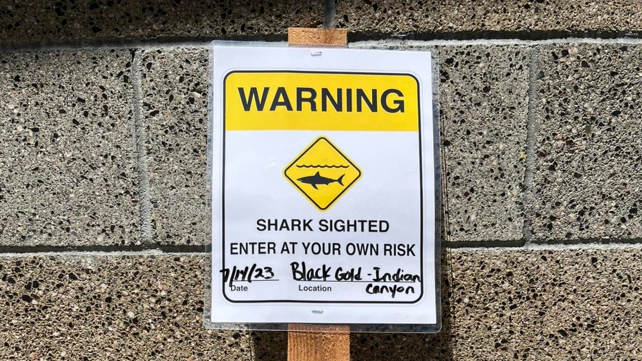 تدفع أسماك القرش البيضاء الضخمة التي تسبح بالقرب من شاطئ كاليفورنيا المسؤولين إلى إصدار إرشادات
