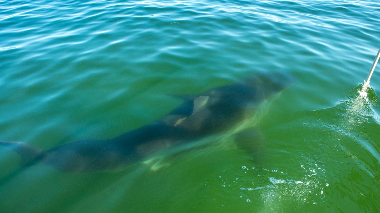Around 800 great white sharks have visited Cape Cod waters in recent