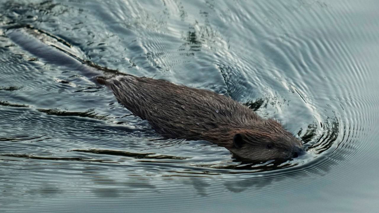 Beaver swimming