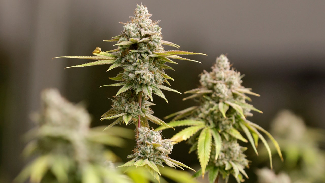 Marijuana plants