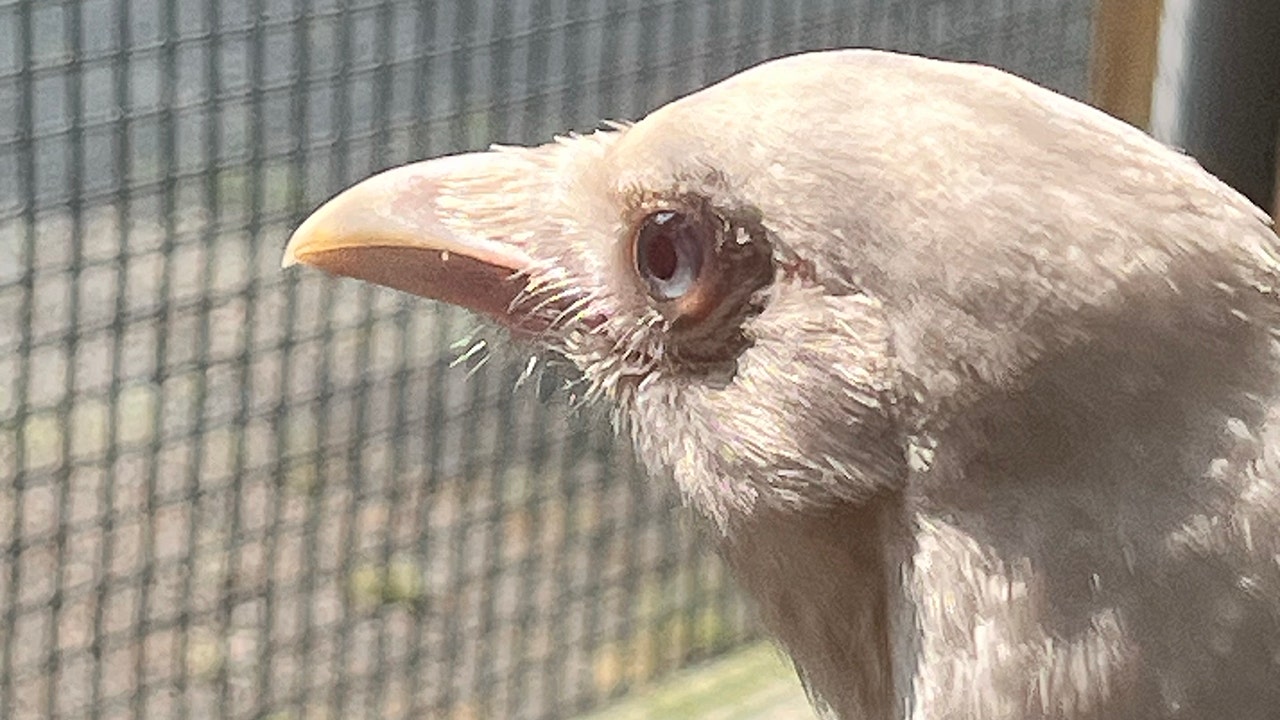 albino fish crow looking out of window