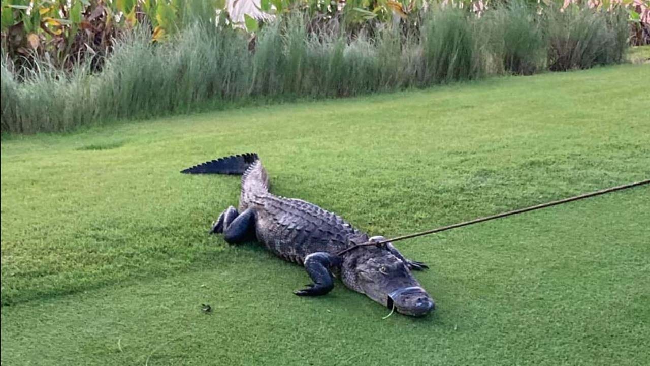 Florida man bitten by 7-foot alligator while on walk, flown to hospital