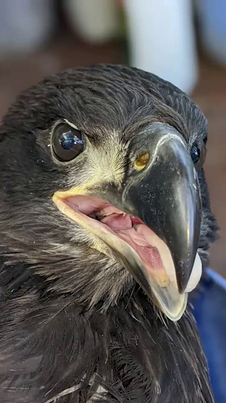 Bald eagle rescue