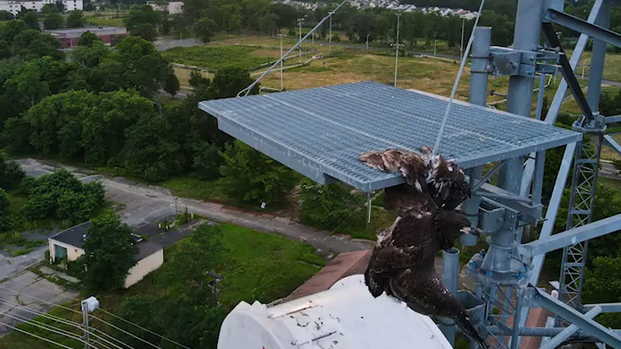 Bald eagle rescue 