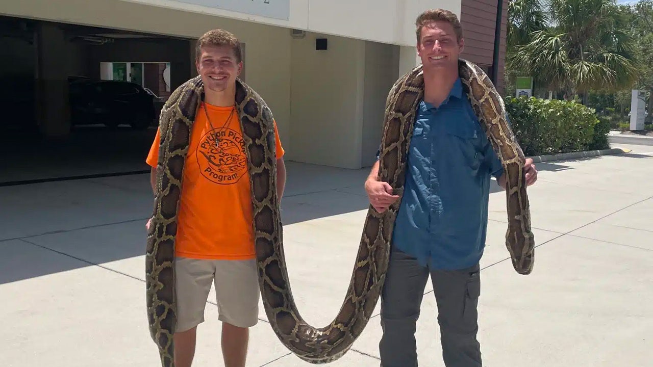 Florida Conservatory Documents Longest Burmese Python Captured — 19 ...