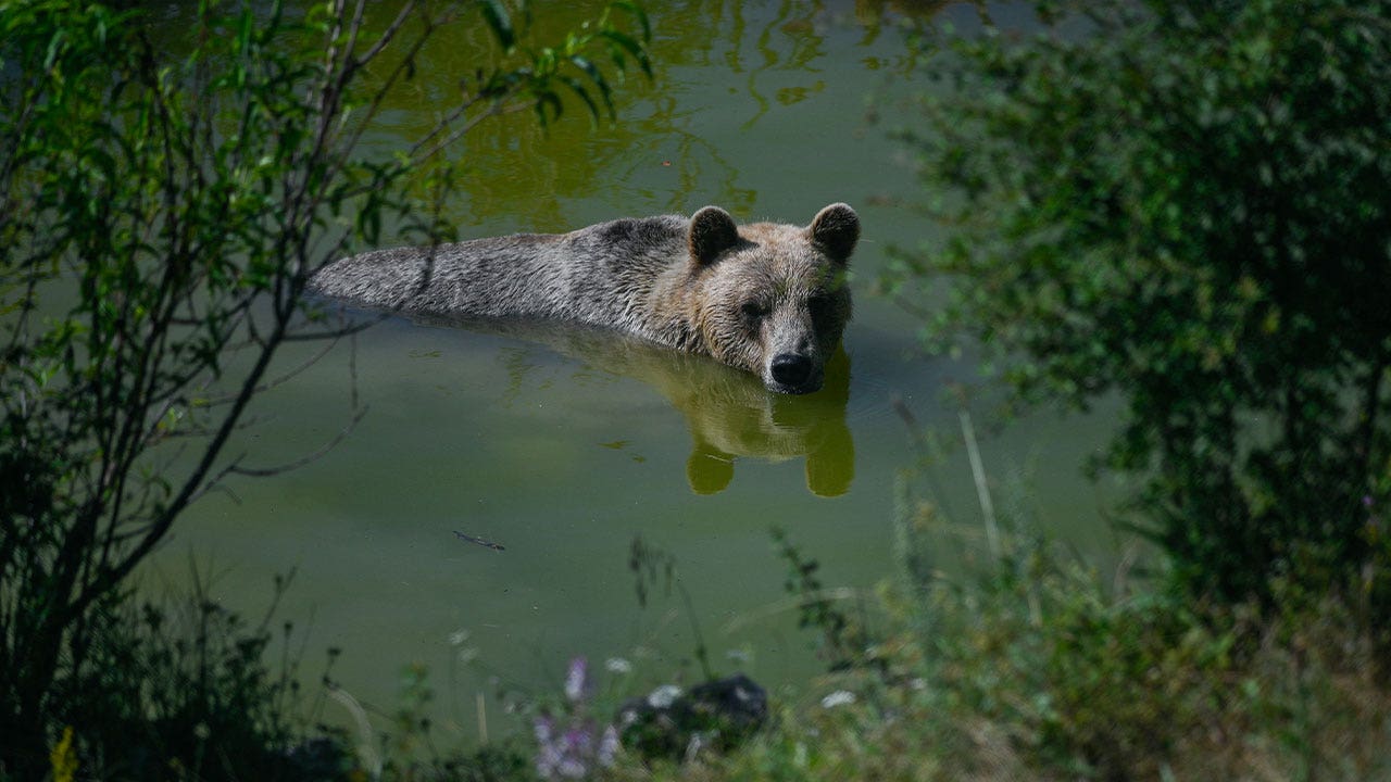ملاذ آمن في كوسوفو يساعد الدببة البنية على محاربة الموجة الحارة بالفواكه المجمدة وبرك المياه الباردة
