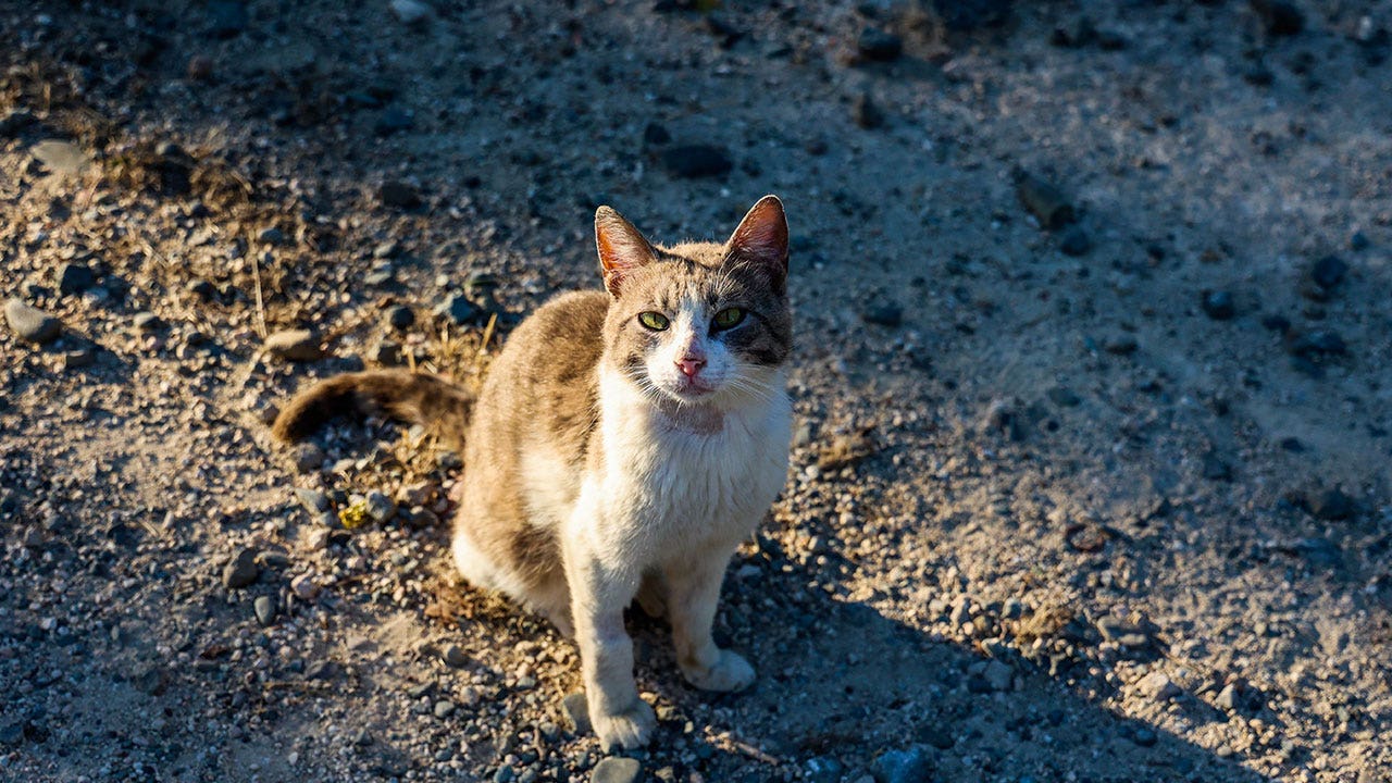 قالت جمعية بيطرية إن طفرة COVID-19 في قبرص لم تتسبب في وفاة 300 ألف قطة على الرغم من المزاعم