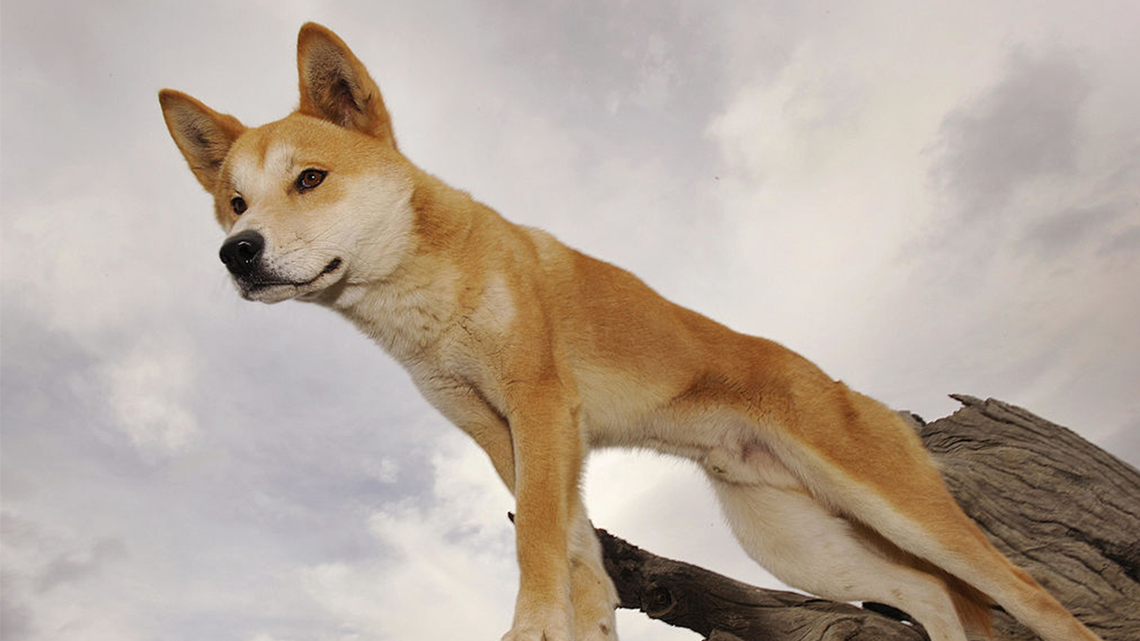 Australian woman attacked by dingoes during run on island of K’gari: 'Lucky to be alive'