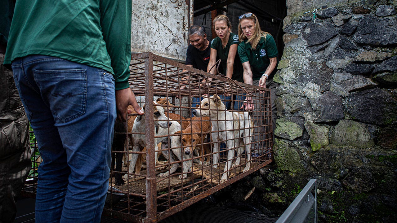 سوق اللحوم سيء السمعة في إندونيسيا ينهي تجارة الكلاب ولحوم القطط الوحشية