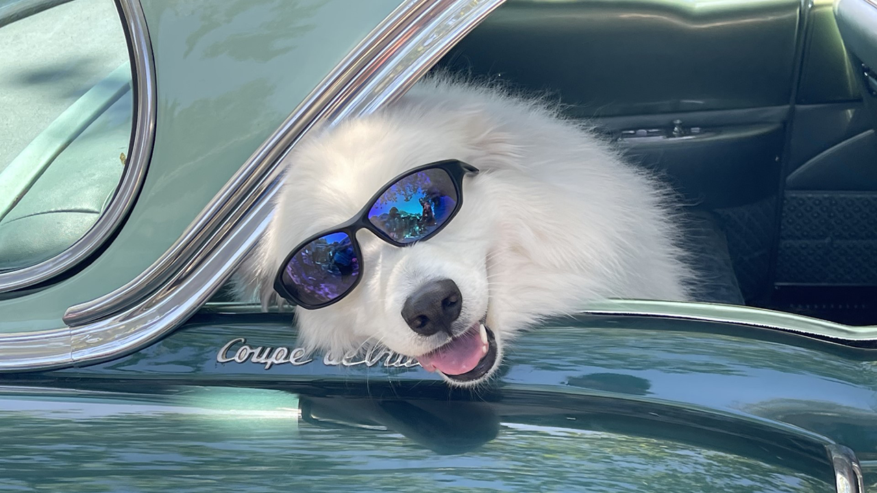White dog sticking head out window of cadillac
