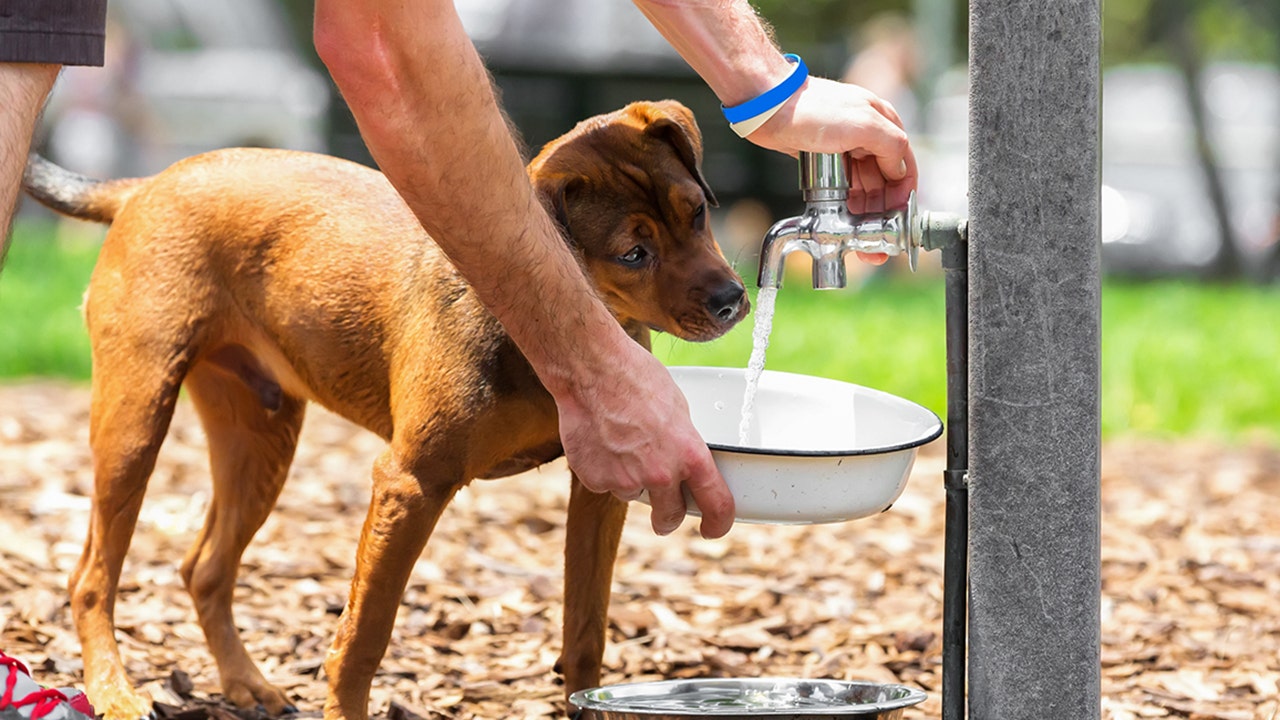 Hot summer safety: How to keep your pets healthy in extreme temperatures this season