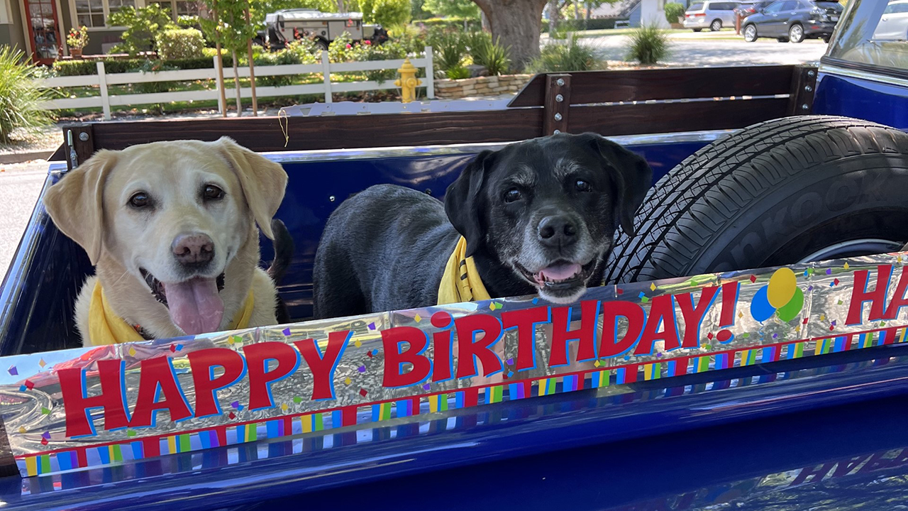 Two dogs ride in bed of blue truck with happy birthday sign
