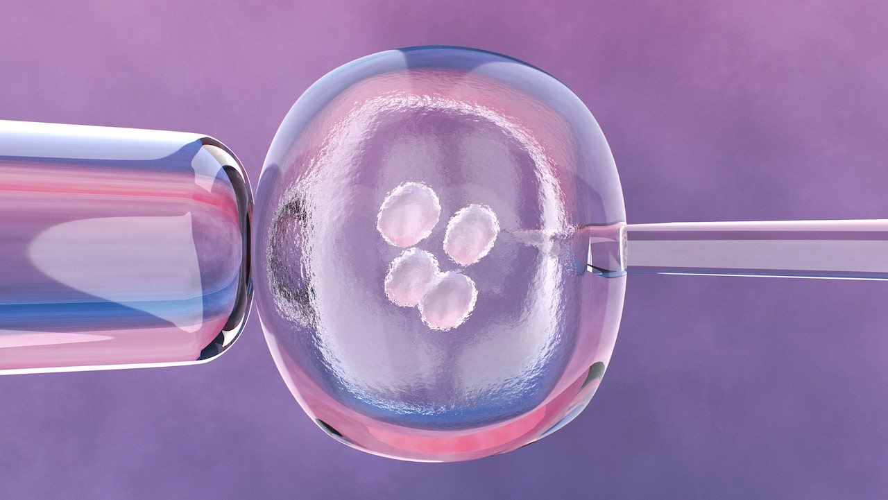 Cellules embryonnaires