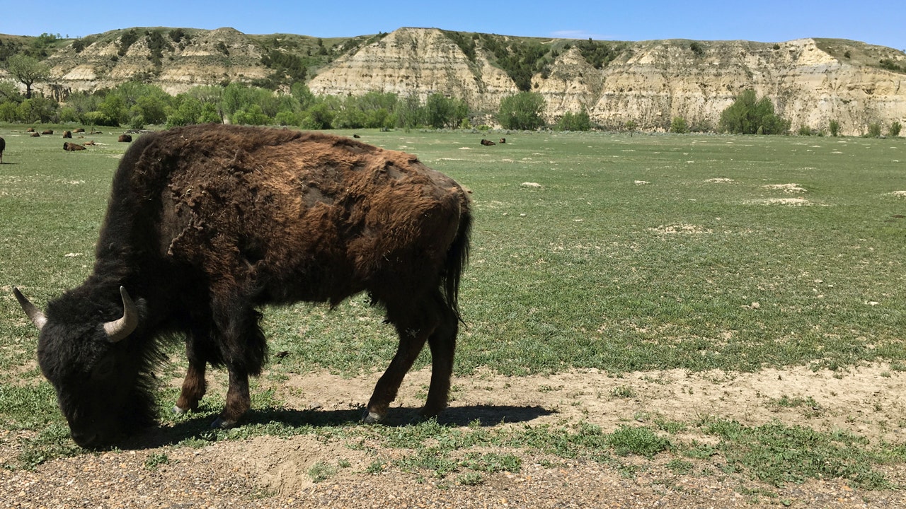Woman 'severely injured' in bison attack at North Dakota national park