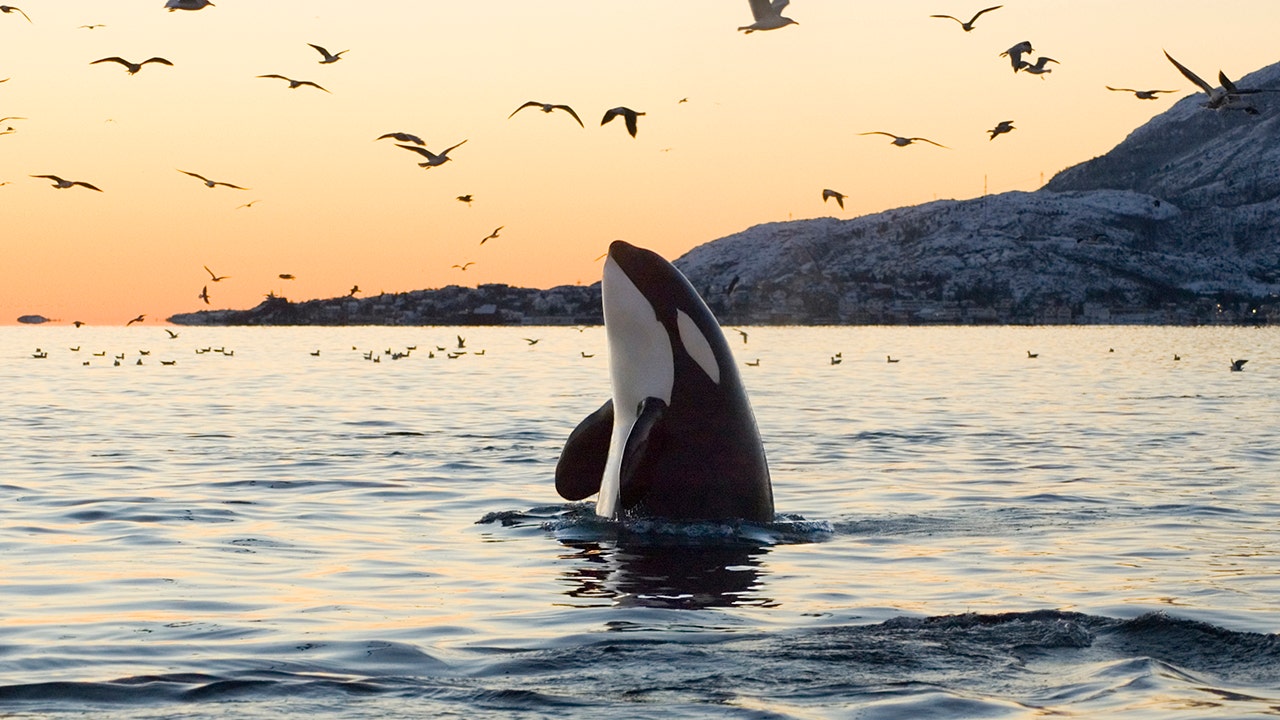 Las orcas hembras protegen a sus hijos