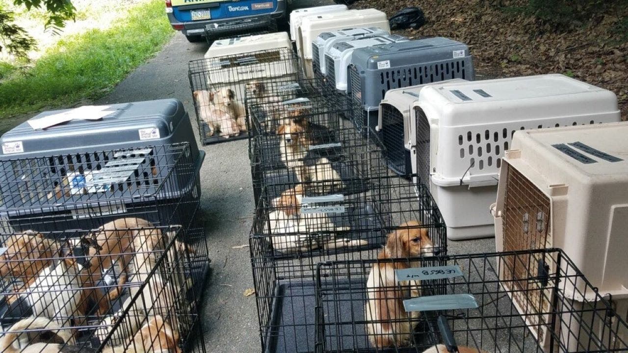 200 animals rescued from crowded Pennsylvania home, including 170 dogs