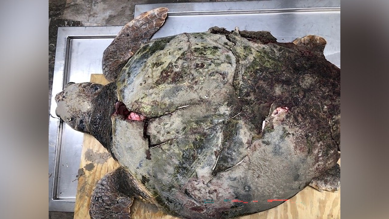 Loggerhead turtle nesting in North Carolina dies after being hit by vehicle on beach