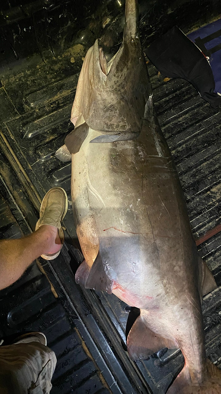 paddlefish length