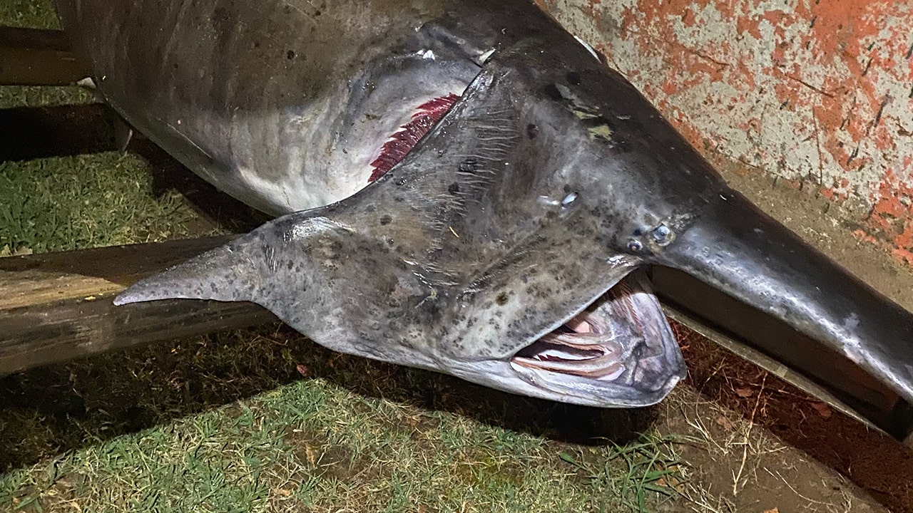Arkansas fisherman pulls 165-pound paddlefish onto shore: 'Fish of a lifetime' - Fox News