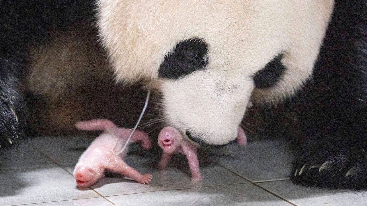 Panda twins born in South Korea for the 1st time near Seoul | Fox News