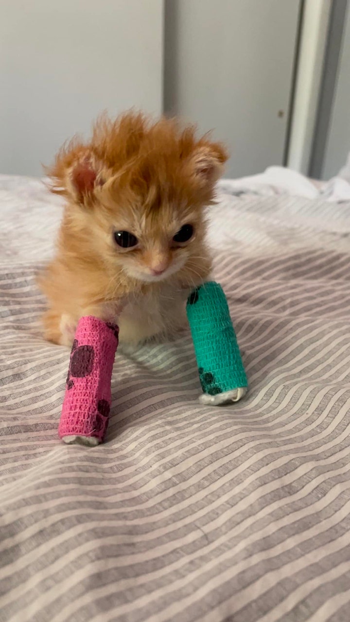 Little orange kitten with splints on its front legs.