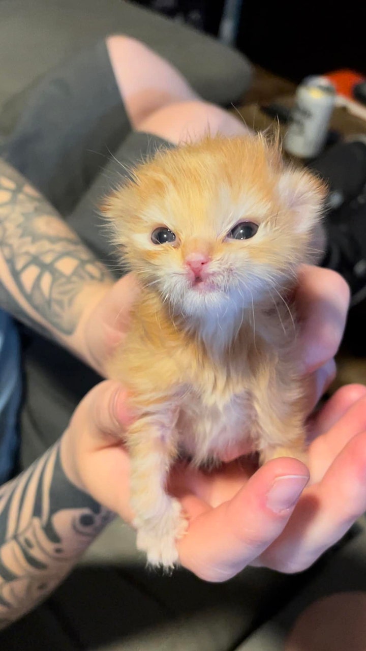 A small kitten is being held.  His claws point inwards.