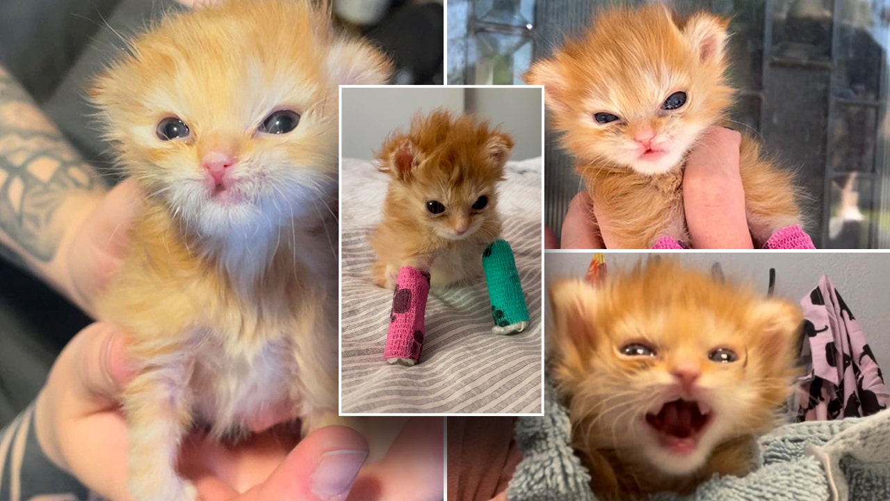 Utah kitten wearing tiny splints takes internet by storm: 'People love an underdog'