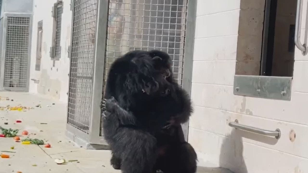 Chimpanzee Sees Sky For The First Time In Nearly 30 Years Reacts With