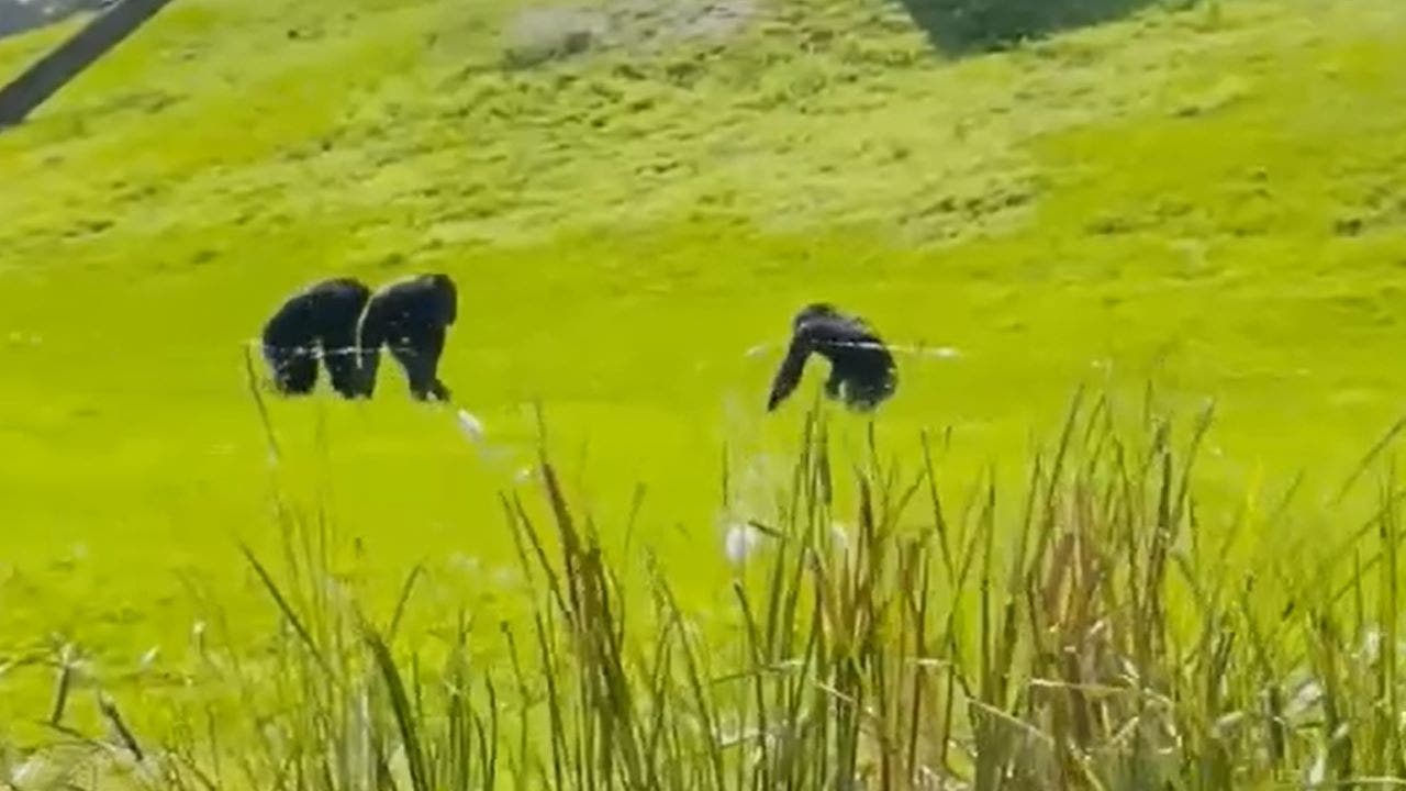 Chimpanzee sees sky for the first time in nearly 30 years, reacts with