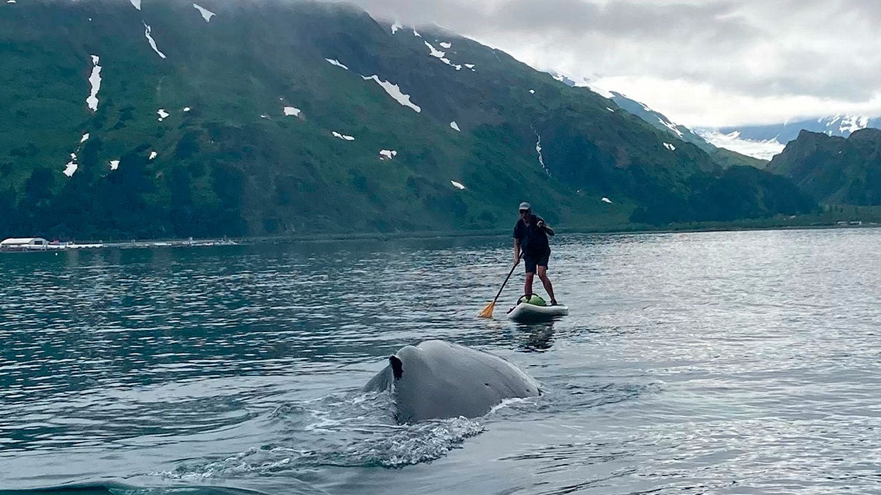 News :Alaska paddleboarder narrowly escapes collision with humpback whale