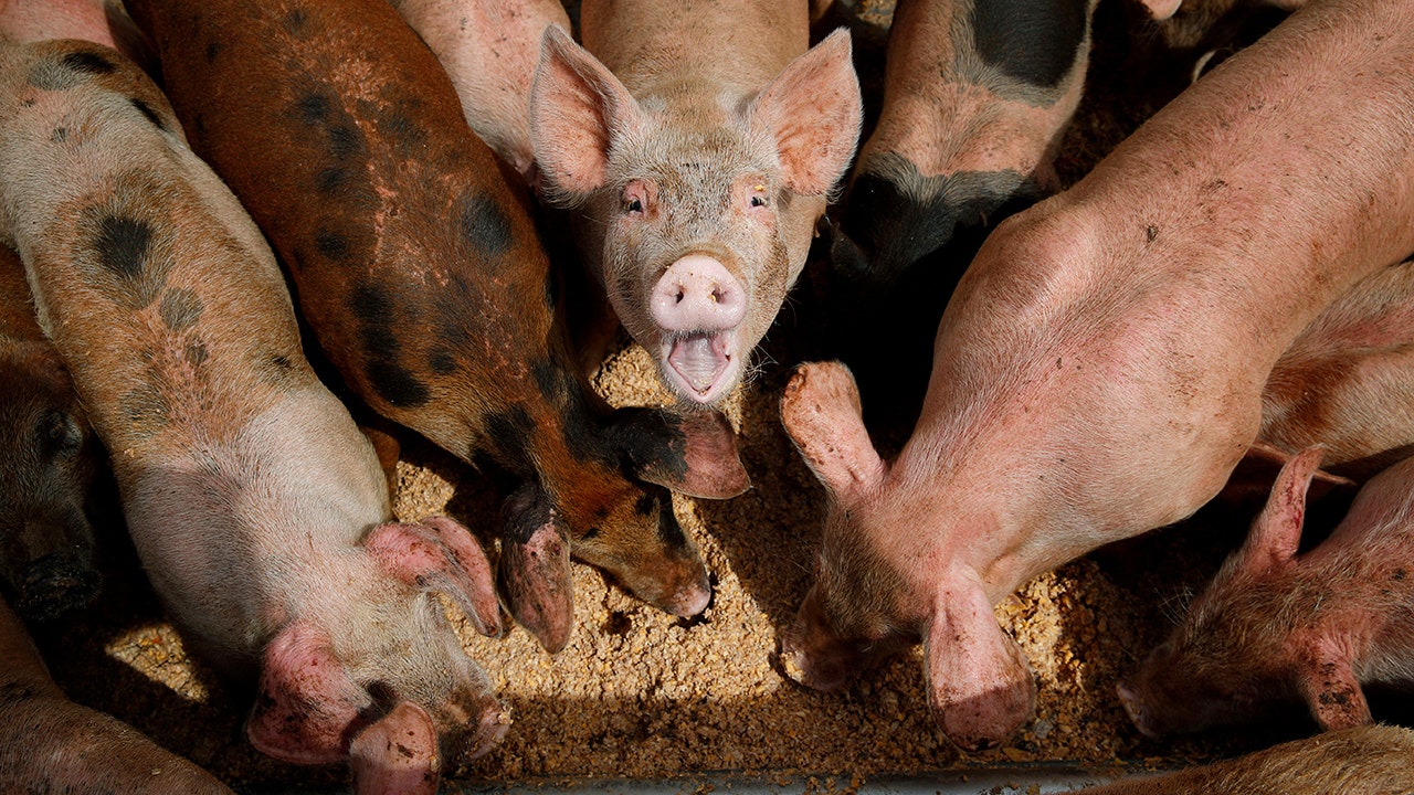 Biden administration rejects pleas to strengthen regulations of large livestock farms that pollute waterways