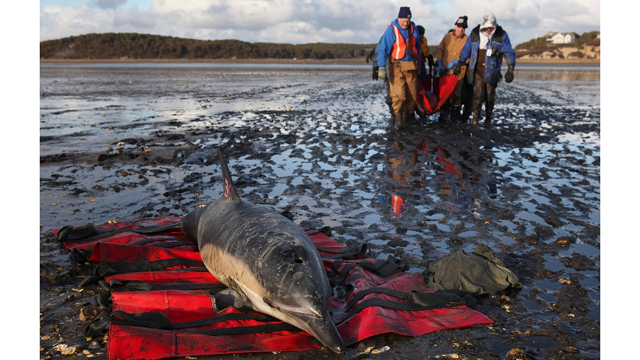 More dolphins stranded in Cape Cod than anywhere else, environmentalists are building a hospital to fix this