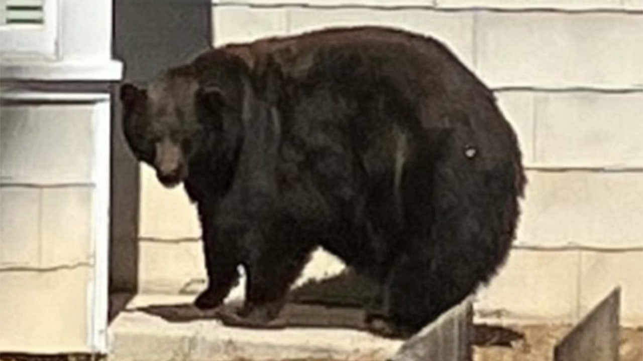 California bear ‘Hank the Tank’ captured after string of home invasions