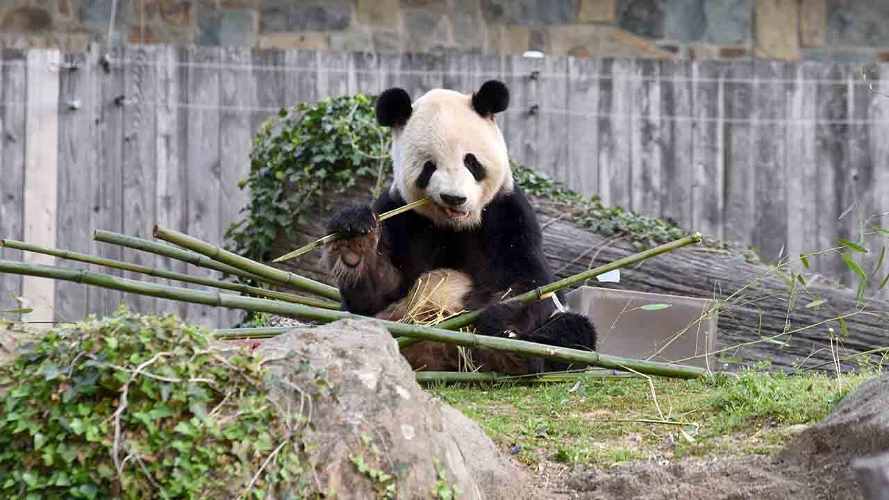 Giant pandas scheduled for departure from Smithsonian’s National Zoo in Washington, DC, in December