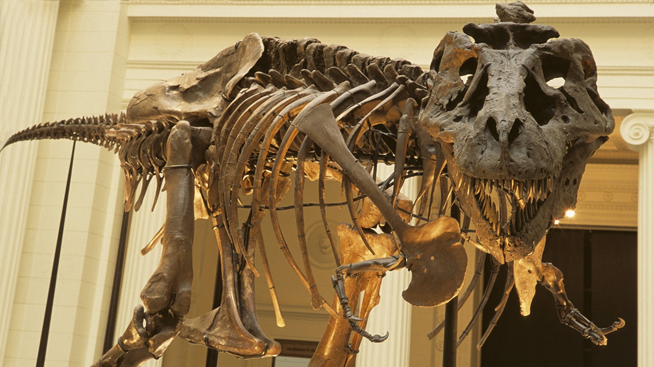 Horse-size T. rex probably not real, says dream-crushing study - CNET
