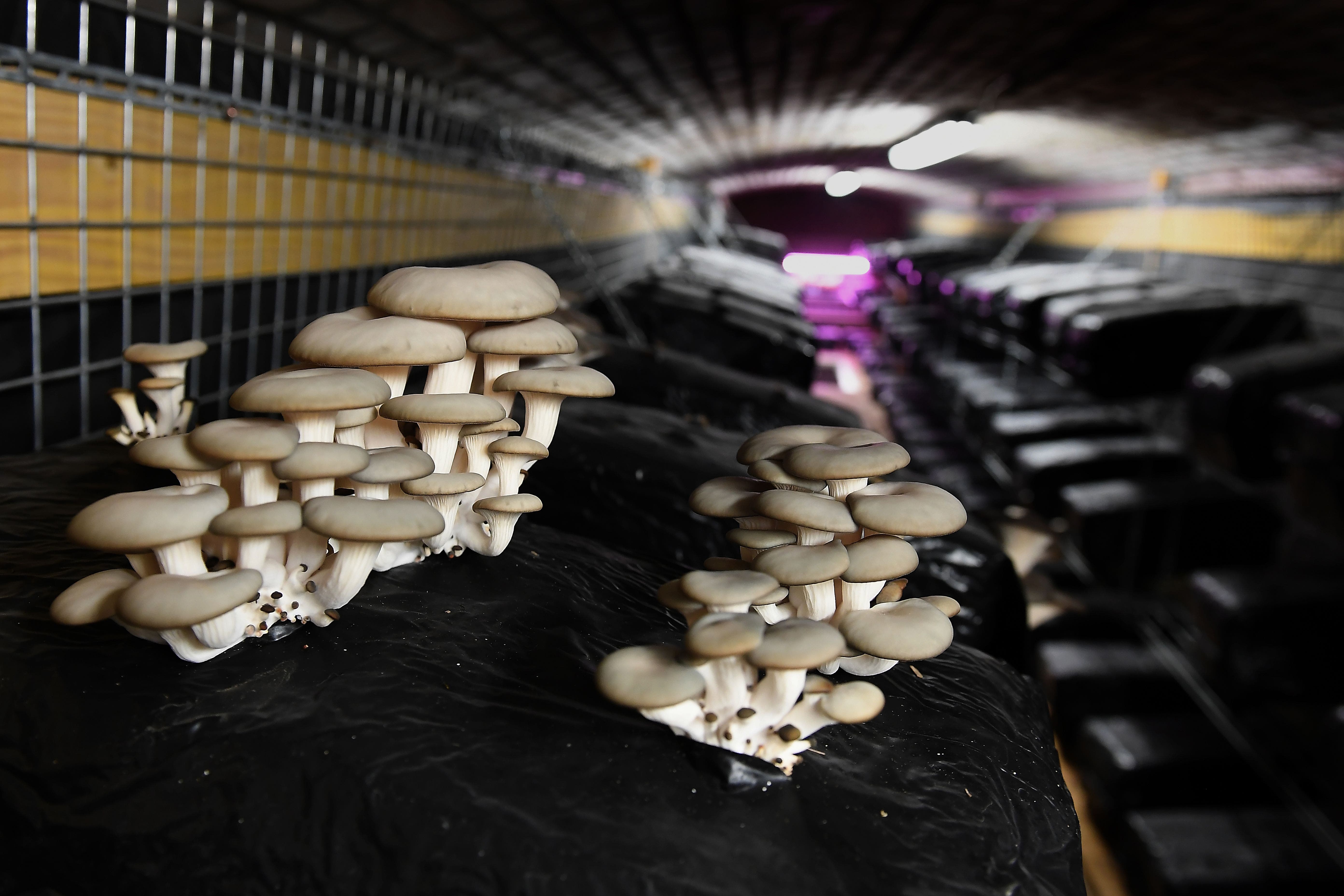 Can magic mushrooms bring you closer to God? Pastor Dave Hodges explains the spirituality in 'shrooms'