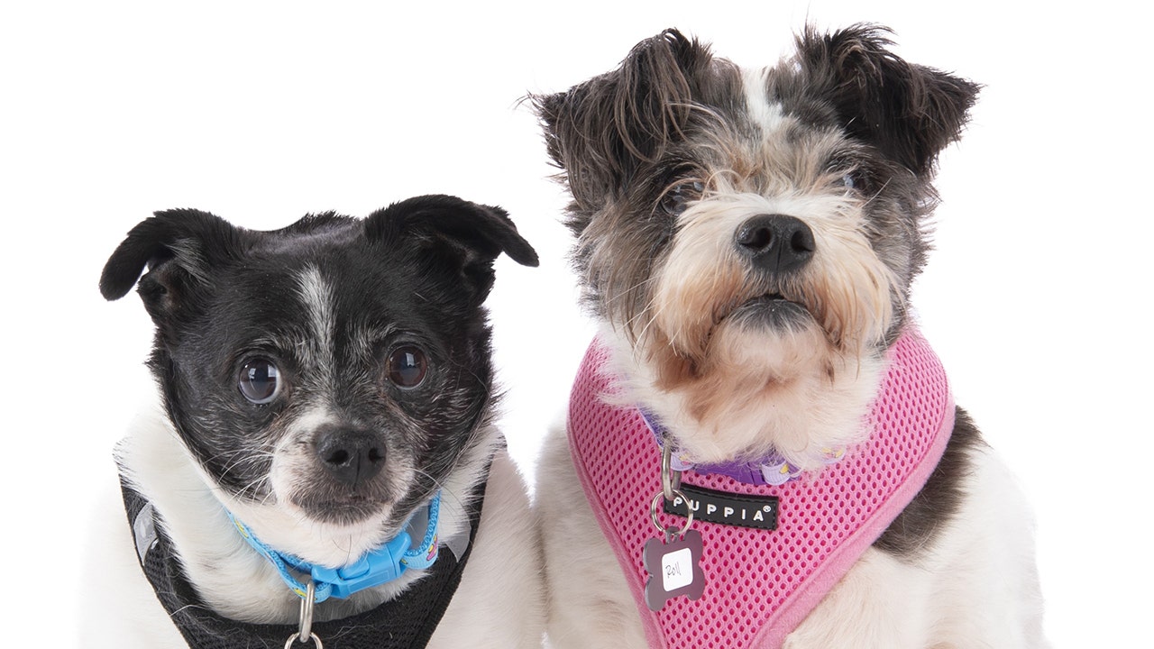 Introducing Rock and Roll: Strongly Bonded Senior Dogs from California Seeking Adoption