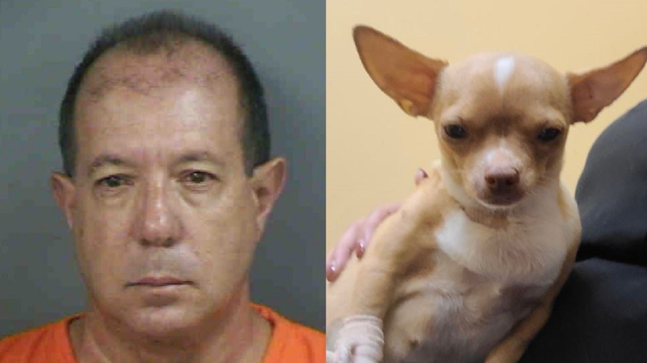 Florida man posed as veterinarian and performed deadly surgery on pregnant Chihuahua named Sugar, cops say