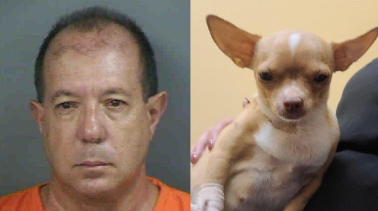 Florida man posed as veterinarian and performed deadly surgery on pregnant  Chihuahua named Sugar, cops say | Fox News