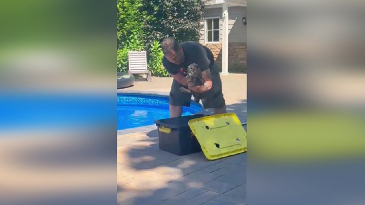 New York animal rescue organization saves owl from drowning in residential pool, video shows
