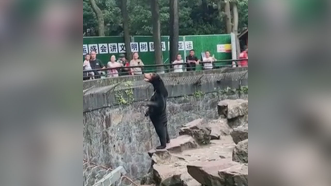 Chinese zoo goes viral as it denies its sun bears are humans in