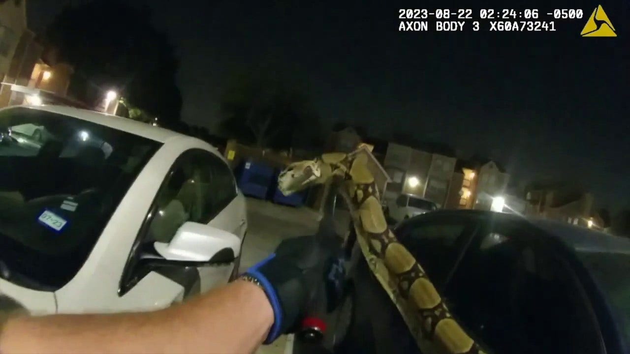 News :Texas woman finds escaped python blocking her car in parking lot