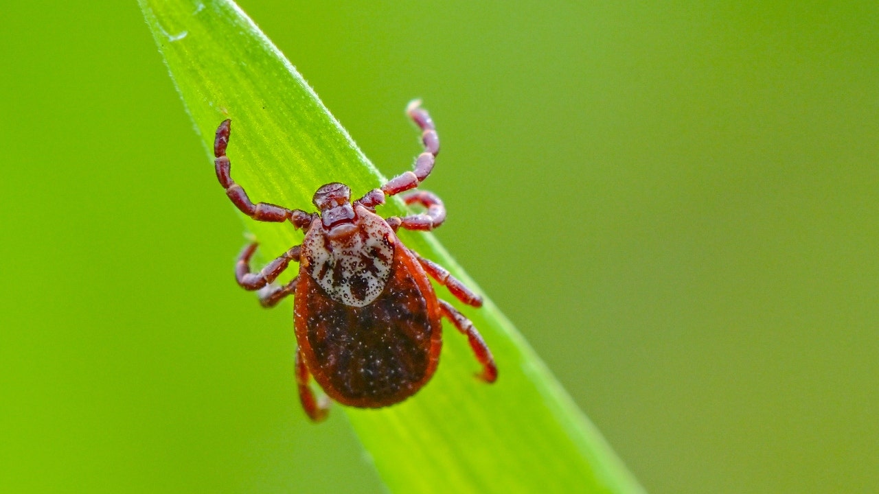 Rhode Island woman dies after infection with tick-borne disease