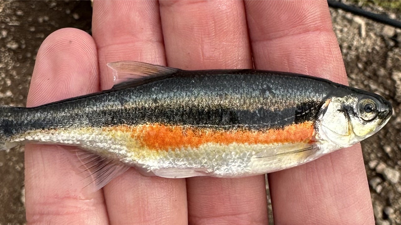 Fish illegally released in Utah waters have officials reminding residents, 'don't ditch a fish'