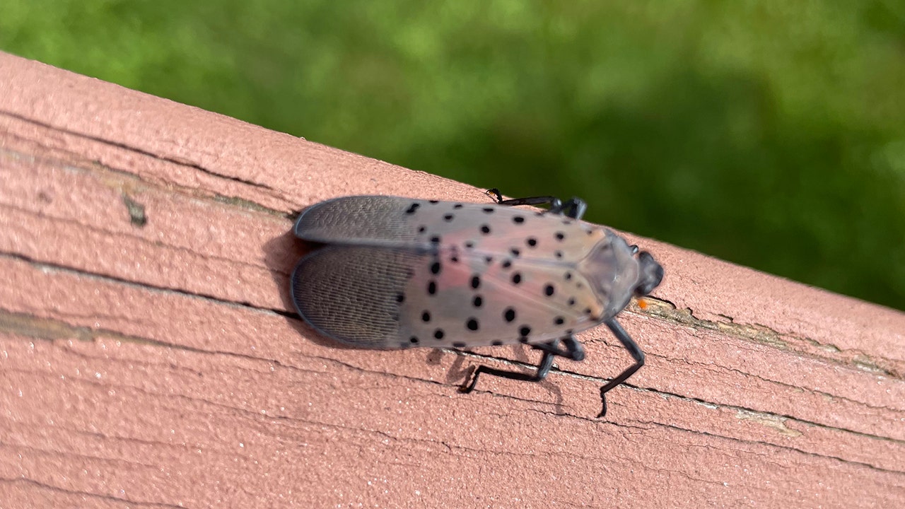 News :Illinois reports first spotted lanternfly sighting
