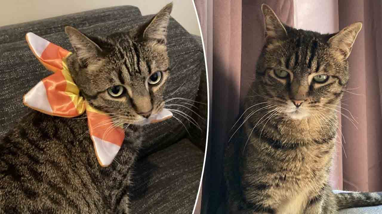 Utah kitty 'Candy Corn' needs a home and wants 'to meet' a new family