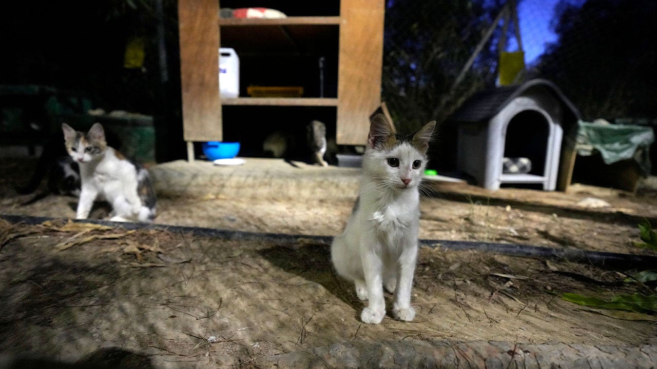 The Pandemic Had a Silver Lining for Cypriot Cats - The Atlantic