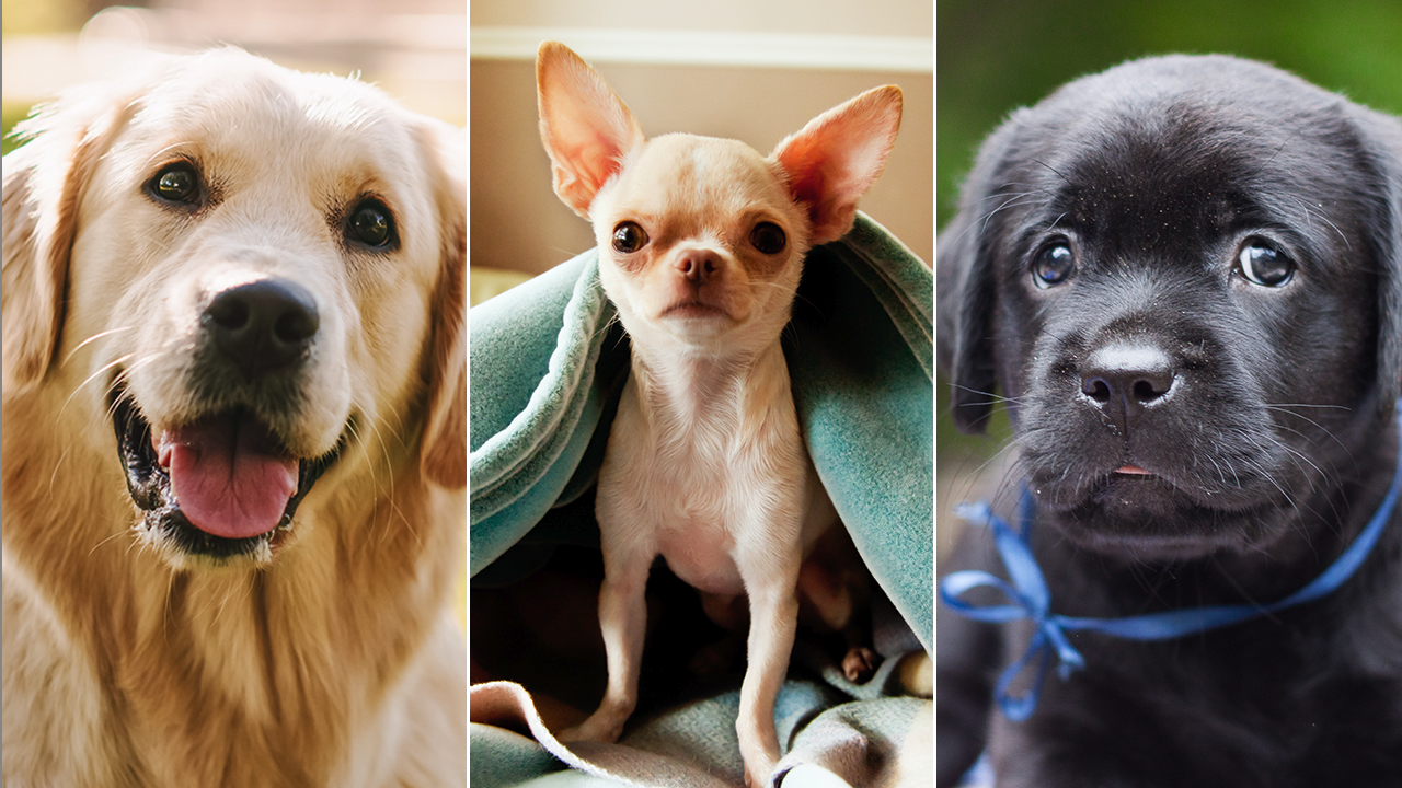 Dog quiz! How well do you know the facts about our furry canine friends?